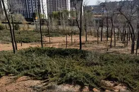 谈苍蝇及其神话图片