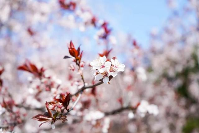 花已开，等你来！贵阳贵安2026赏花地图浪漫上线→