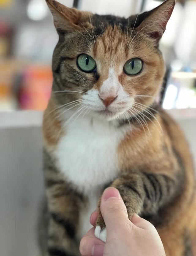 养猫久了才知道，我们摸它的爪爪的时候，原来它是这样想的