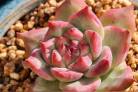 千种多肉过尽，如今偏爱8个品种，因为容易活也容易美图片