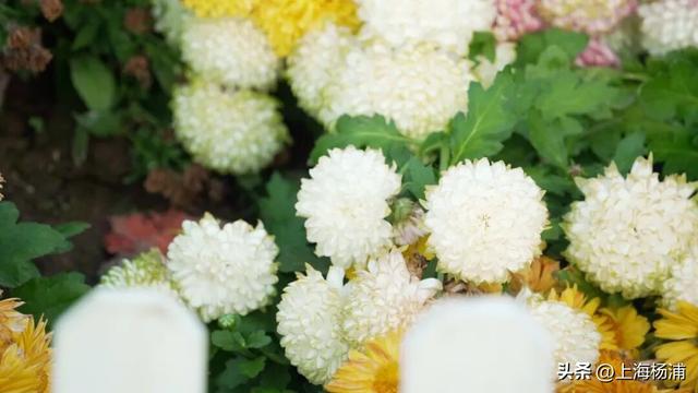 闭幕倒计时！错过就要等明年！