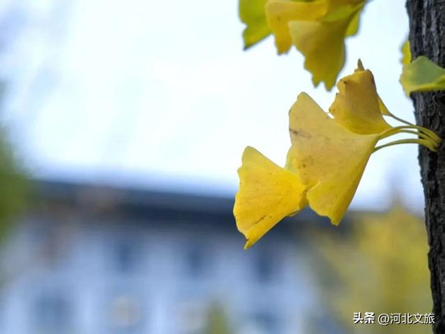 免费观看！零门槛邂逅衡水湖秋日极致浪漫