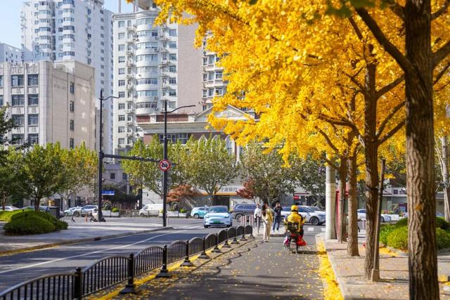 探徐汇｜赴一场落叶之约！徐汇街头美成童话