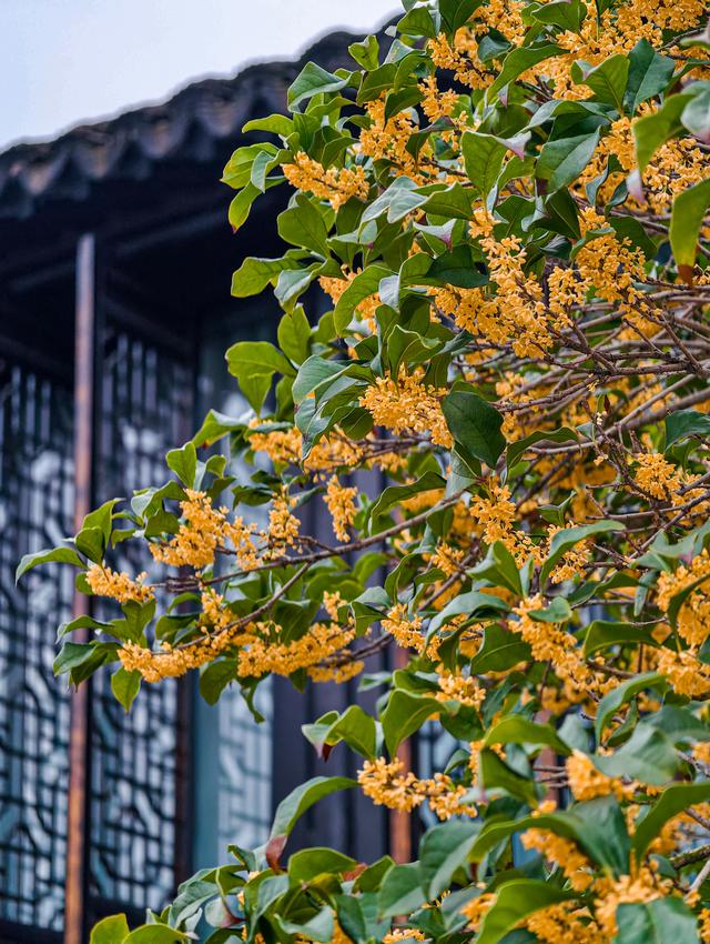 苏州拙政园桂花盛开