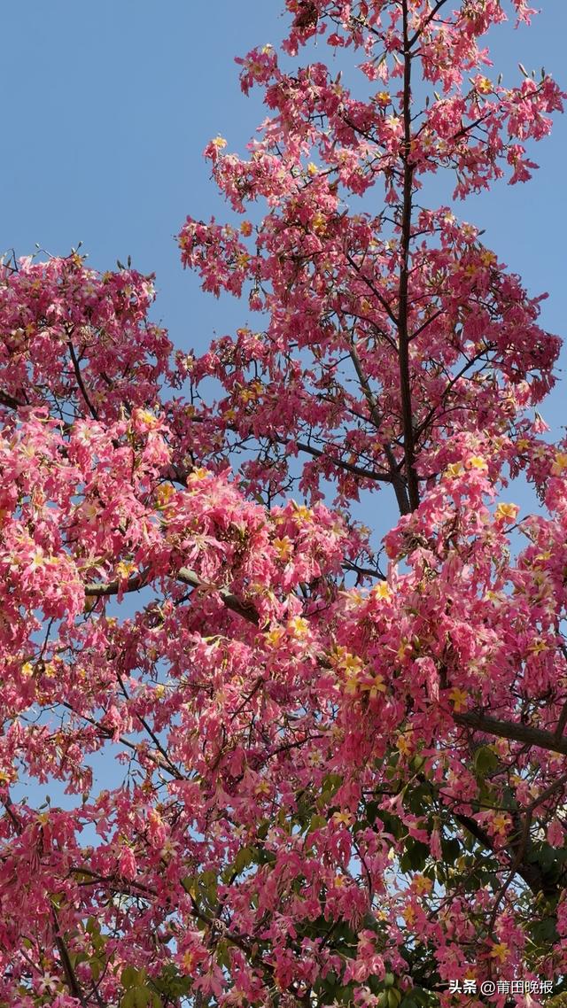 莆田泗华溪畔 “粉色花海”惊艳出圈