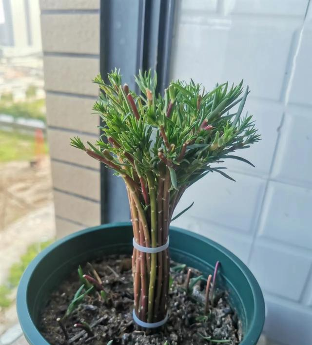 北京一45岁姐姐，因“穷养太阳花棒棒糖”而走红，省钱又治愈！