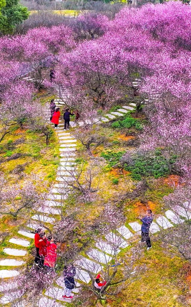 快冲！大余这波“梅”景，超级出片🤳🤩