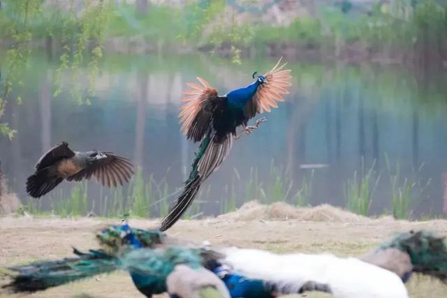 初冬逛沪郊！奉贤、崇明限时优惠来啦