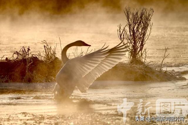 辽宁朝阳：冬季到天鹅湾看天鹅