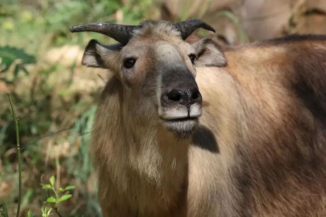当唐家河“搬”进南京城：一场跨越千里的自然邂逅