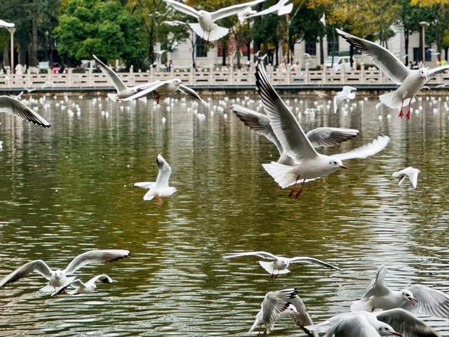 【外眼看云南】以脚步丈量，用镜头传播：他们成为和美云南“海外代言人”