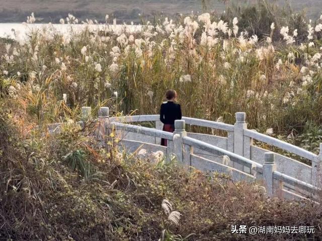 冬日遛娃就去长沙“济州岛”！水杉染红，芦苇摇浪，0元解锁 “橘子海” 日落