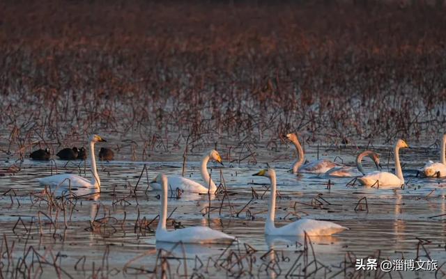 淄博版“疯狂动物城”来了!网红萌宠已就位,快来当一日“荣誉市民”→
