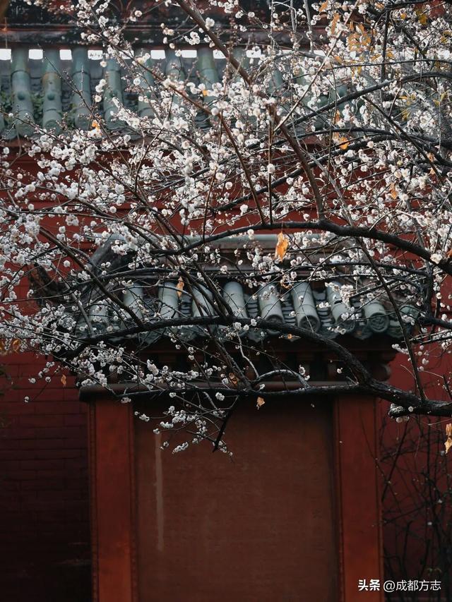 成都这波“梅”景太出片，错过再等一年~