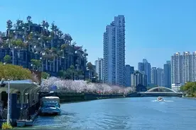 上海这里藏着一个“垂直樱花秘境”！季节限定“樱花专列”本周五首发图片