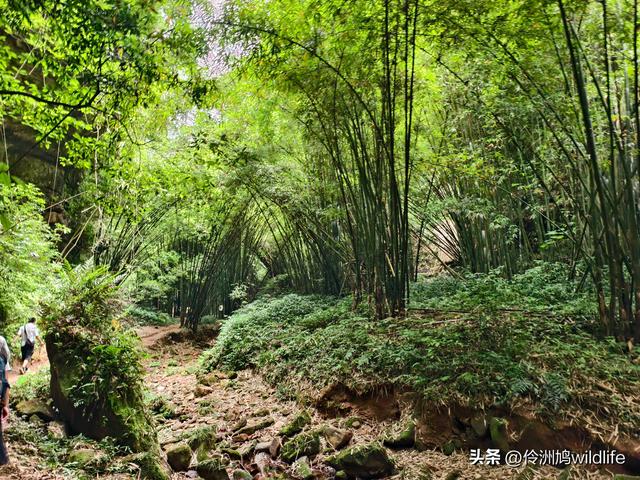 成都徒步（66）·邛崃篇⑥皮缝峡谷·皮缝古道