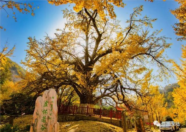 安陆赏秋“天花板”，登上央视！