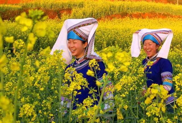 带着孙女去旅行（168）罗平油菜花海游