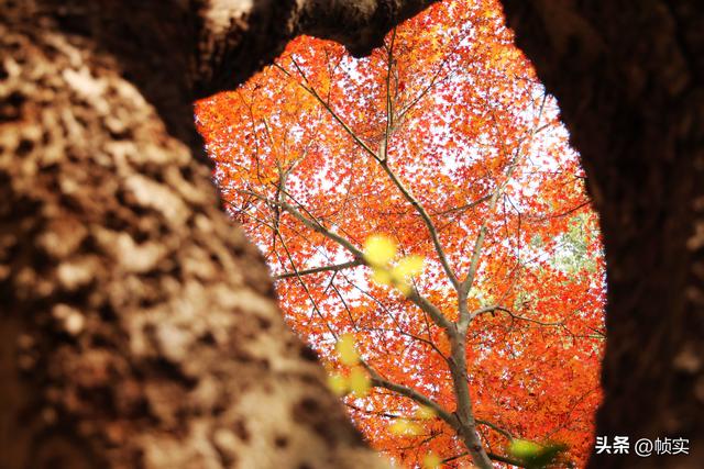 层林尽染，上海红叶特色公园闵行红园枫叶色彩斑斓进入最佳观赏季