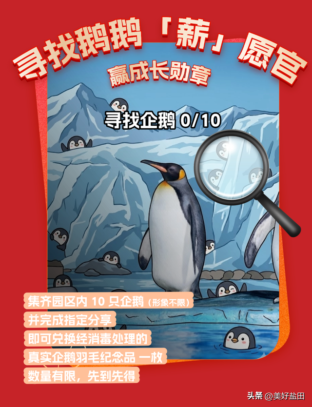 元旦别宅家！和南极萌企鹅共赴小梅沙新年狂欢