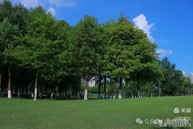 从最美公园到网红观景台,温州这两个火爆朋友圈的打卡点你可去过