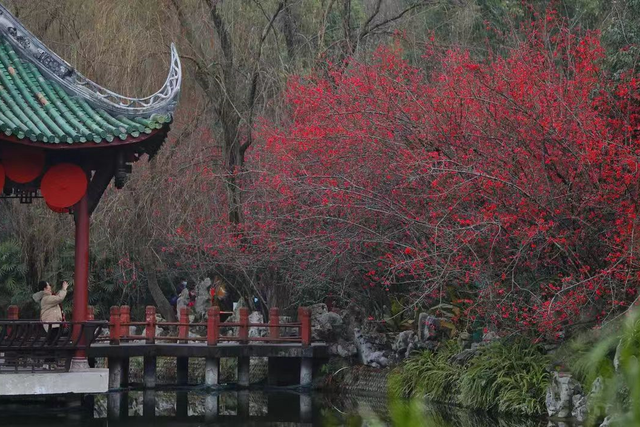 烟火成都丨哇塞！成都的春天也太会开了