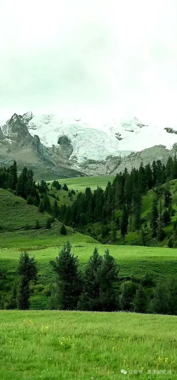 手机壁纸|春意盎然