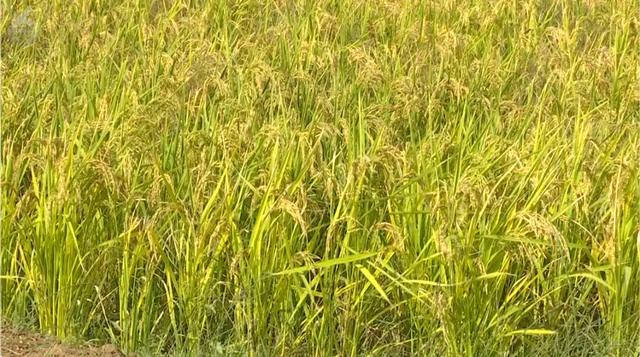 快码住！这里藏着秋日童话世界，出片率100%