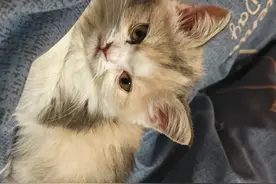 听说三花猫是猫界大美女？现在证据来了！全小区的猫都来围观它！图片