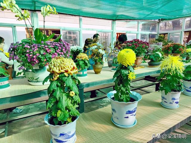 “中山秋韵，菊映盛世”，赏菊南京中山植物园（下）