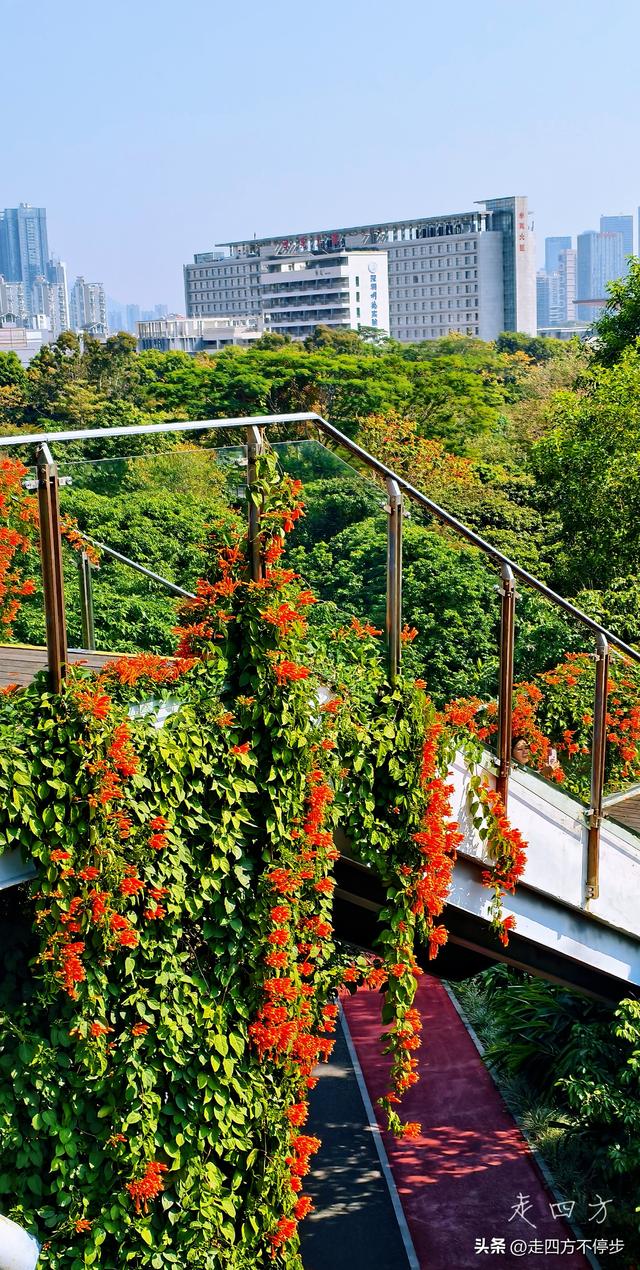 午间邂逅浓浓春意——深圳香蜜公园炮仗花开