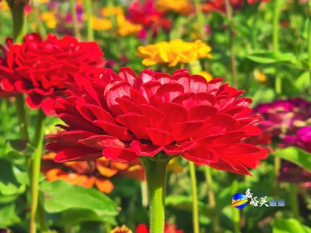花美人少赶紧去!嘉峪关出现“宝藏级”五彩花海,全网都在追问来源!