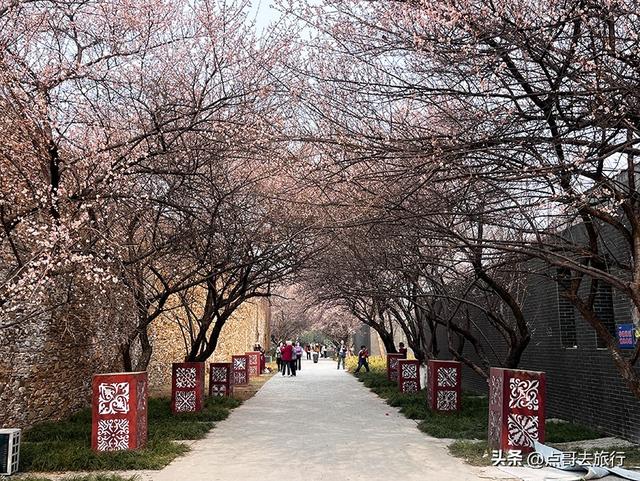 成都市区绿梅、青梅开花了，不用远去大邑，免费，非常惊艳！