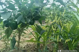 不能种植在一起的蔬菜图片