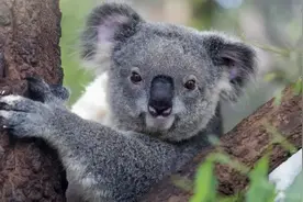 生活里请远离那些“不愿意麻烦别人”的人，带你了解考拉型人格图片