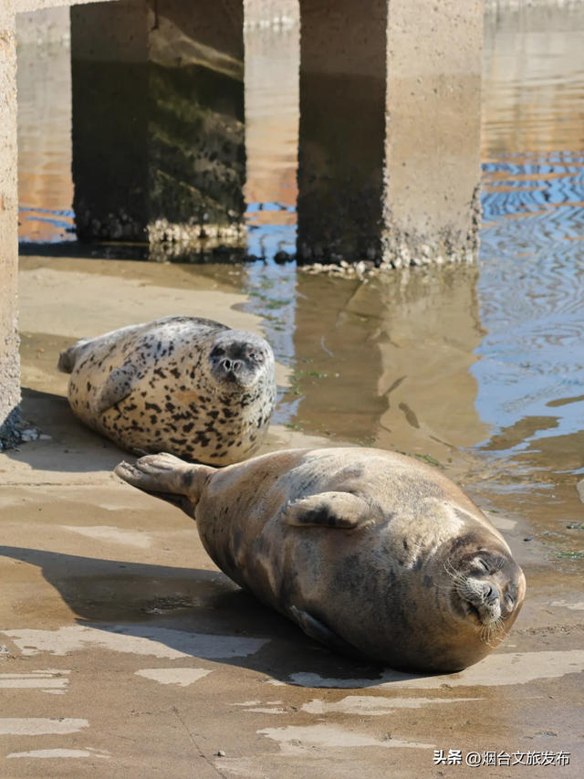 【乐游烟台】打卡海豹湾，烟台人有自己的肥美QQ肠~