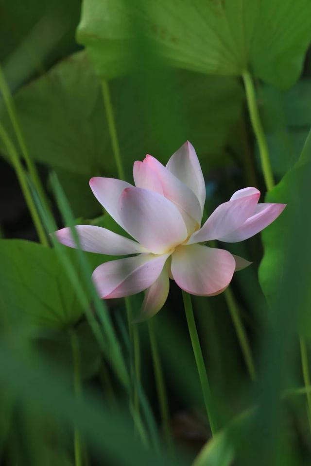 曲江池第一波荷花上新，夏日顶流等你打卡！