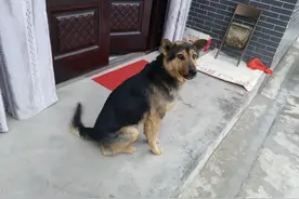 动物有灵性，这四种动物上门来是好兆头，说明家庭兴旺和美图片