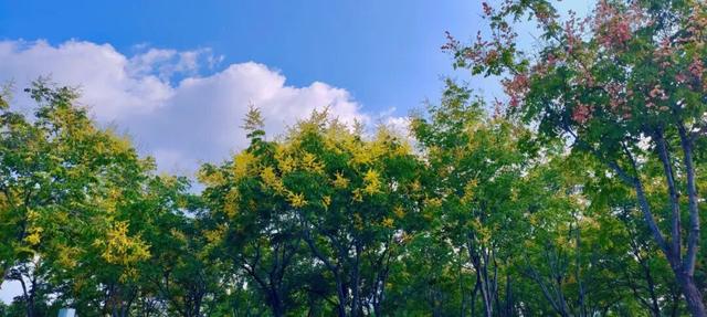 寻美薛城丨金色浪漫！森林公园里的“栾树”花开正艳，枝头流金溢彩！