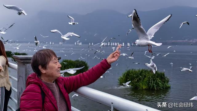 每日一景|漫步滇池湖畔·与海鸥共舞