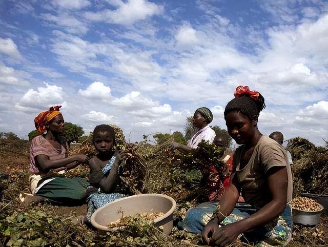 总统“草药治艾滋”、小伙陪老白女？冈比亚如何沦为恋爱旅游地狱