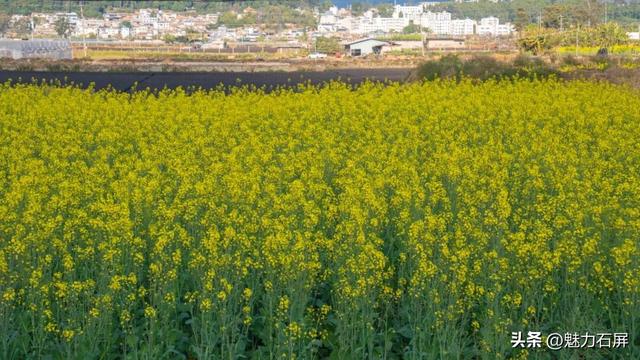 不等春风 石屏宝秀限量配色已上线