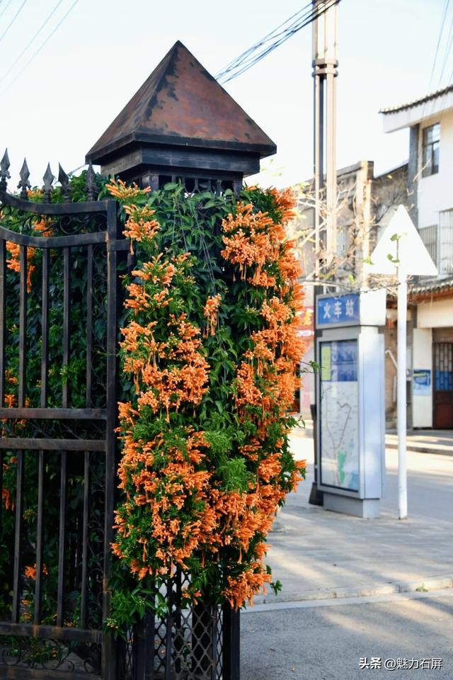 超治愈~石屏这片炮仗花海藏不住了🧡