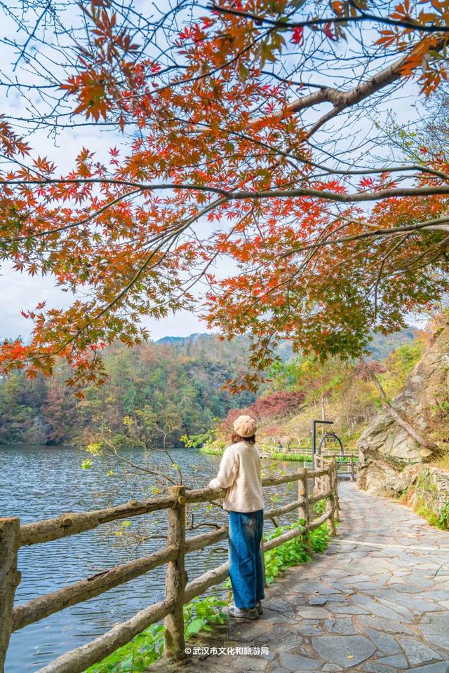 红了！武汉5000余亩红叶树，集体变色