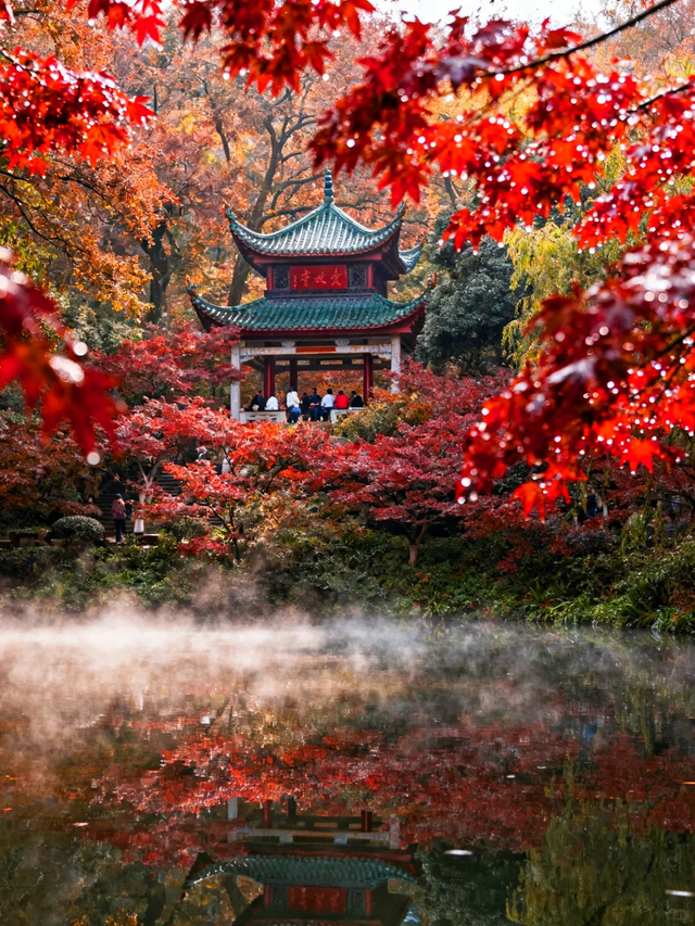 《长沙秋韵地图》发布！这抹限定绚烂，再不去就晚了