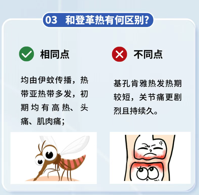 基孔肯雅热暴发 到底有多难受