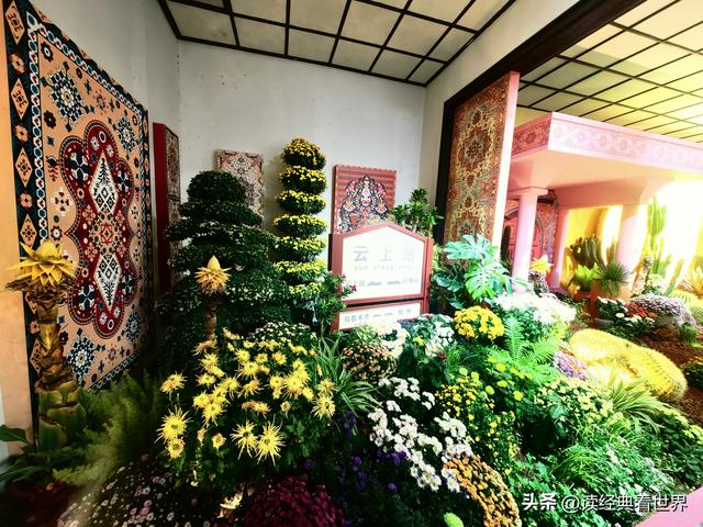 杭州植物园的菊花展——一场关于菊花的饕餮盛宴（二）