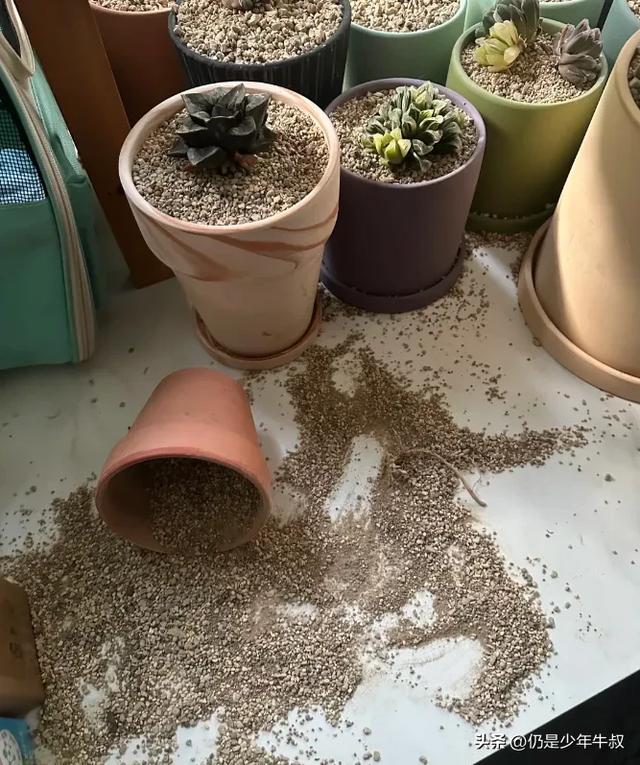妹子因为猫破坏多肉决定弃养了，网友刚想开骂，看完后笑出了声哈