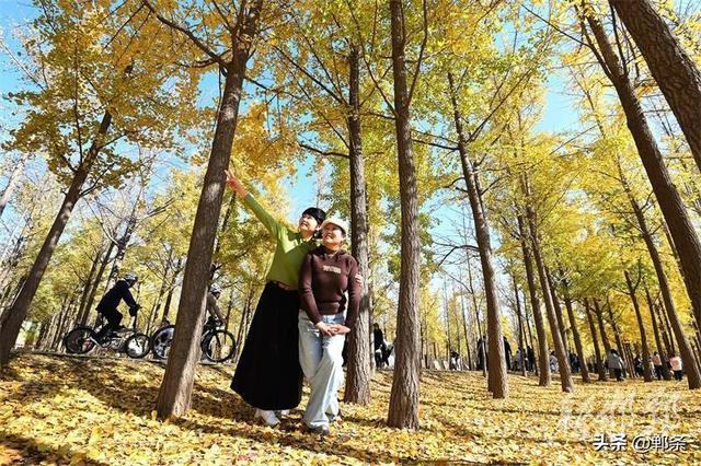 千亩银杏“披金”迎客来