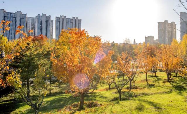 打卡定州限定秋景！